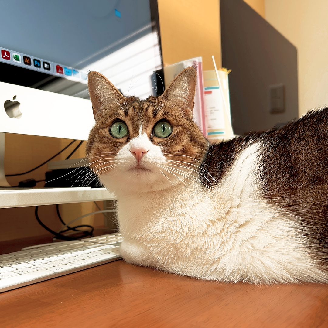 名古屋市を中心に活動するデザイン会社アンドエイトにいる猫のメメちゃんの紹介ブログの写真です。机の前に座っています。