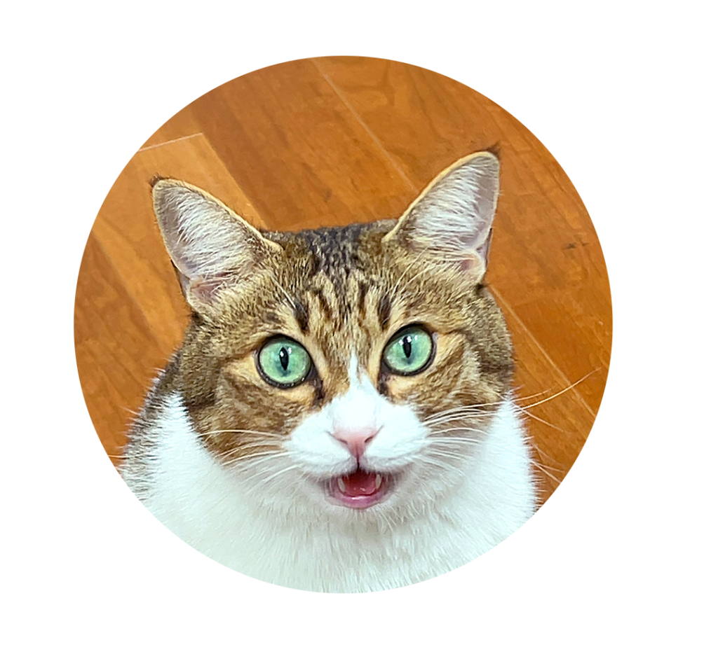 名古屋市を中心に活動するデザイン会社アンドエイトにいる猫のメメちゃんの紹介ブログの写真です。こっちに向かって鳴いています。