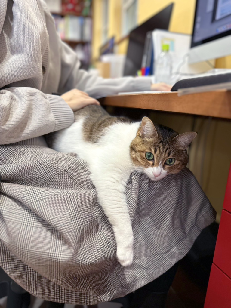 名古屋市を中心に活動するデザイン会社アンドエイトにいる猫のメメちゃんの紹介ブログの写真です。社員の膝の上に座っています。