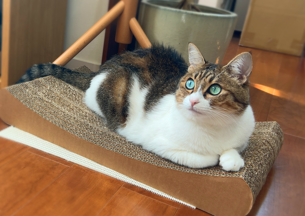 名古屋市を中心に活動するデザイン会社アンドエイトにいる猫のメメちゃんの紹介ブログの写真です。陽に照らされています。